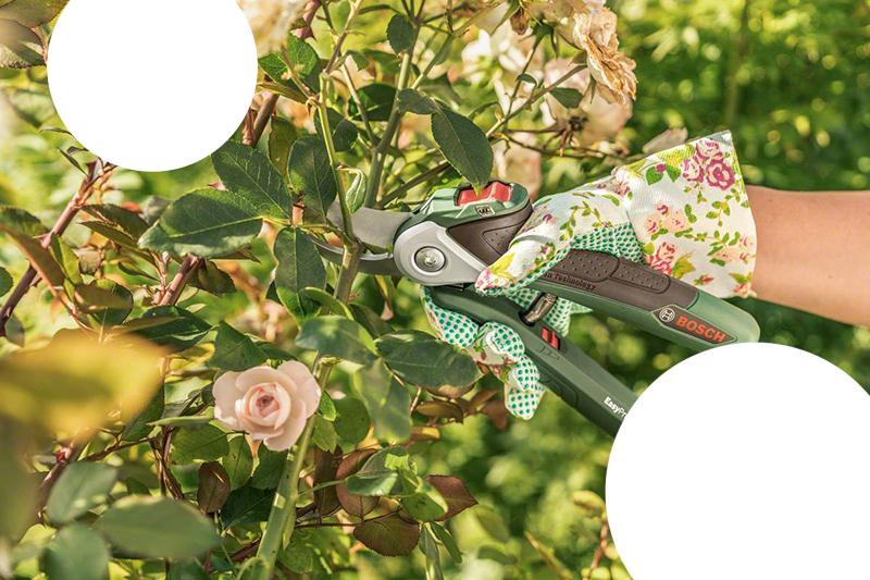 Kéo cắt cành dùng pin Bosch EASYPRUNE