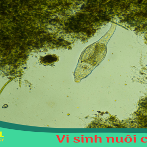 Vi sinh nuôi cấy