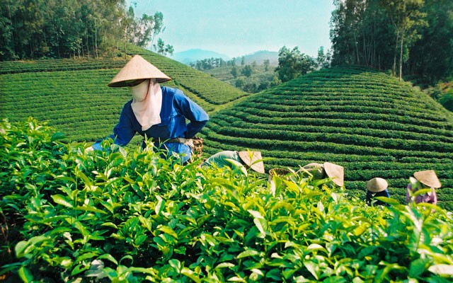 1434168786-dkuyche-3-jyfk-1 Ứng dụng quan trọng của Kẽm sunfua trong ngành nông nghiệp Việt Nam